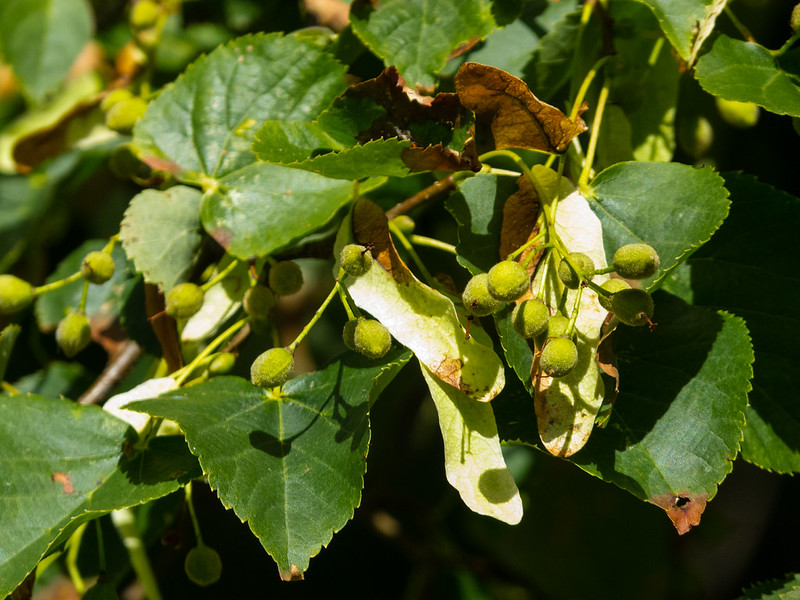 Lime seeds