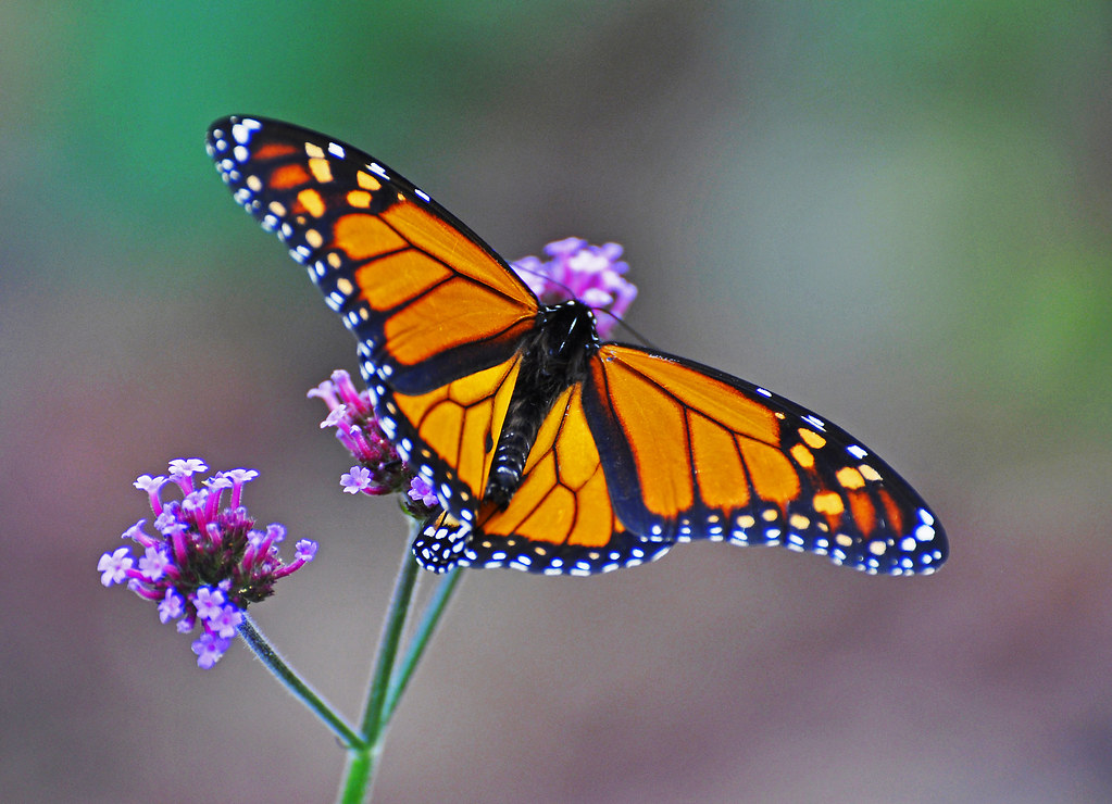 Monarch: The Most Colorful Butterfly in the World