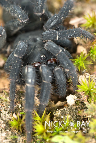 Black Armoured Trapdoor Spider (Liphistius malayanus) - DS… | Flickr
