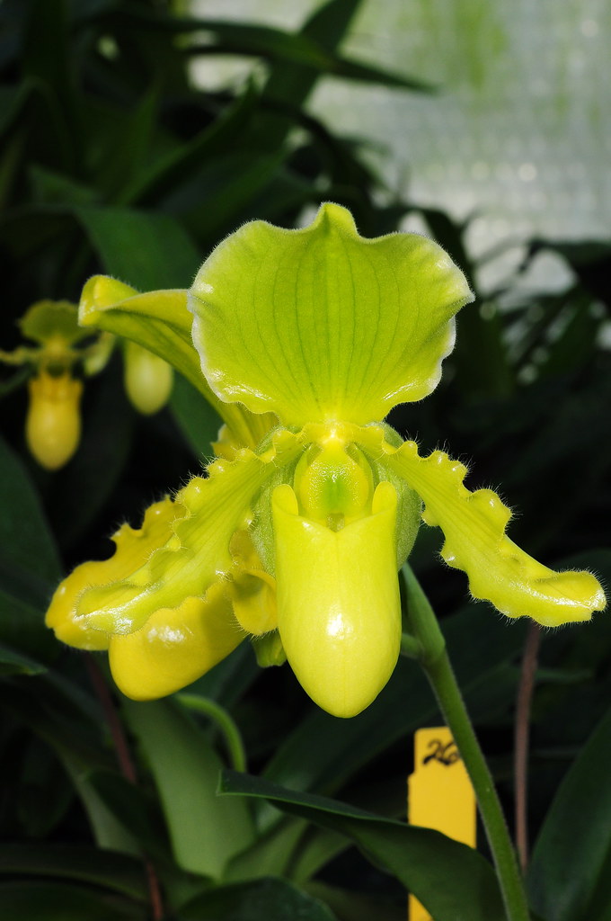 Primulinum Paphiopedilum primulinum hybrid | Grown by Orchideen Holm, G… | Flickr