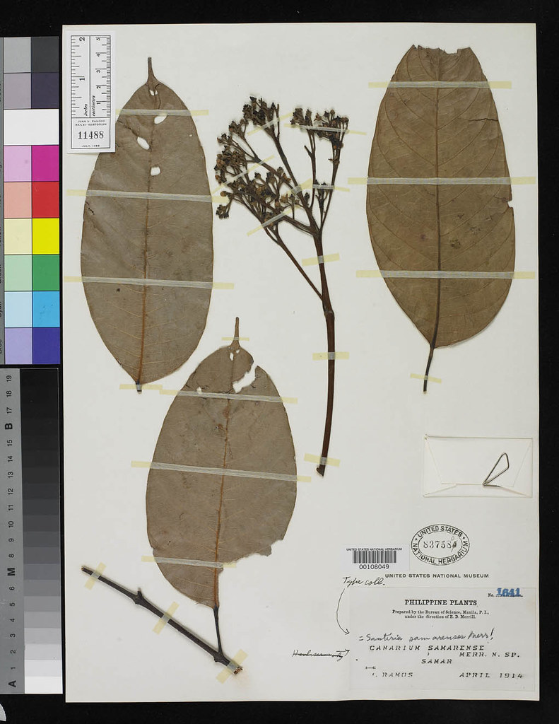 Dacryodes rostrata fm cuspidata (Santiria samarensis, IT) … | Flickr