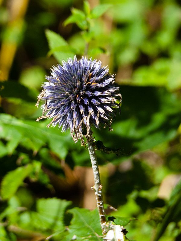 Echinops flower
