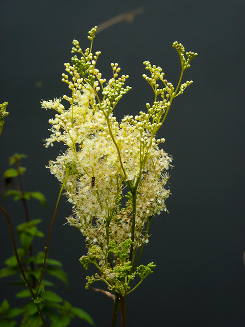 Meadowsweet flowering by a canal