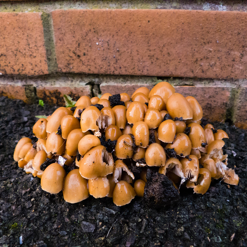 Clump of mushrooms growing through tarmac