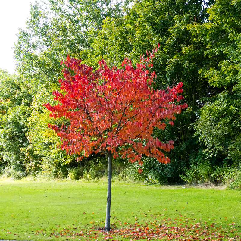 Cherry tree, autumn