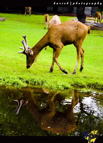 knowing about others is wisdom ; but knowing oneself is enlightment :) | by patlolla harish reddy