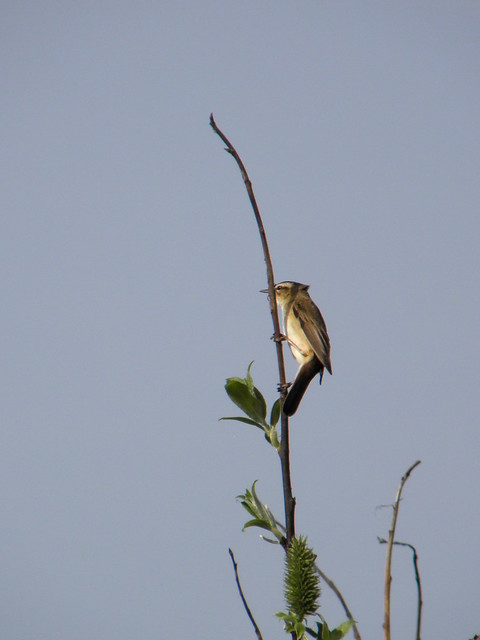 Acrocephalus schoenobaenus (Sedge Warbler / Rietzanger)