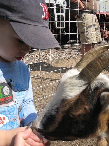 mandatory goat interaction | by Ashley Letendre
