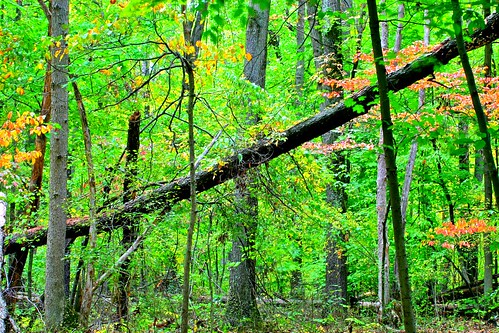 autumn usa fall water ecology leaves wonderful walking midwest michiganstateuniversity hiking michigan msu insects september fungi glorious fallen kalamazoo eastlansing kalamazoocollege spiritual biology changingcolors 2012 entomology restorative kalamazooriver grounding okemos senesence southwestmichigan centering lillianandersonarboretum karb knc kalamazoonaturecenter meridiantownship tedblackwoods entomologyfarm