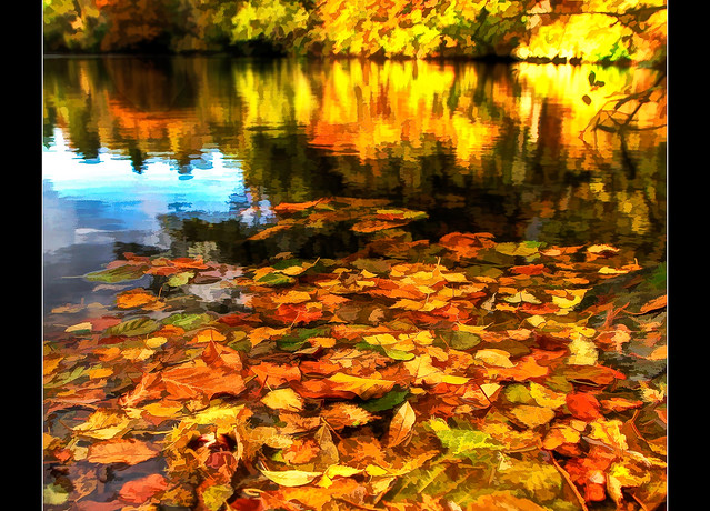 Autumn leaves on a lake at Leonardslee gardens, West Sussex