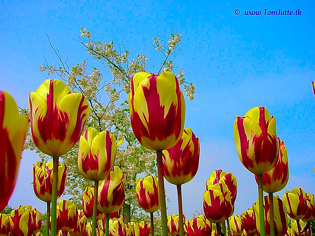 Ceramic Tile Close-Up of Orange Tulips Keukenhof Gardens Lisse 12 3dRose ct_209303_4 The Netherlands