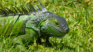 Green Iguana at Morikami Museum and Japanese Gardens at Delray Beach, FL (explored) | by sanfrancisco2005