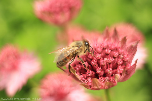 Honey Bee On Flower