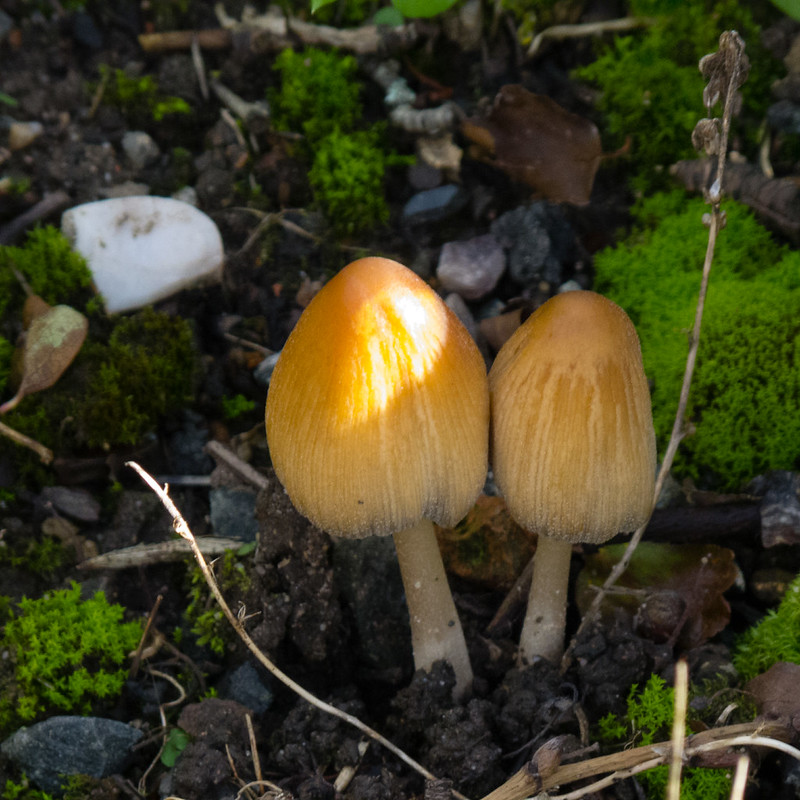 Glistening inkcaps, Finchfield