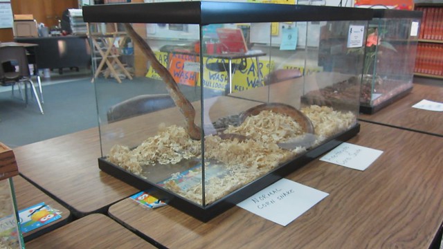 MVI_2454 Corn Snake at Goleta Kellogg school