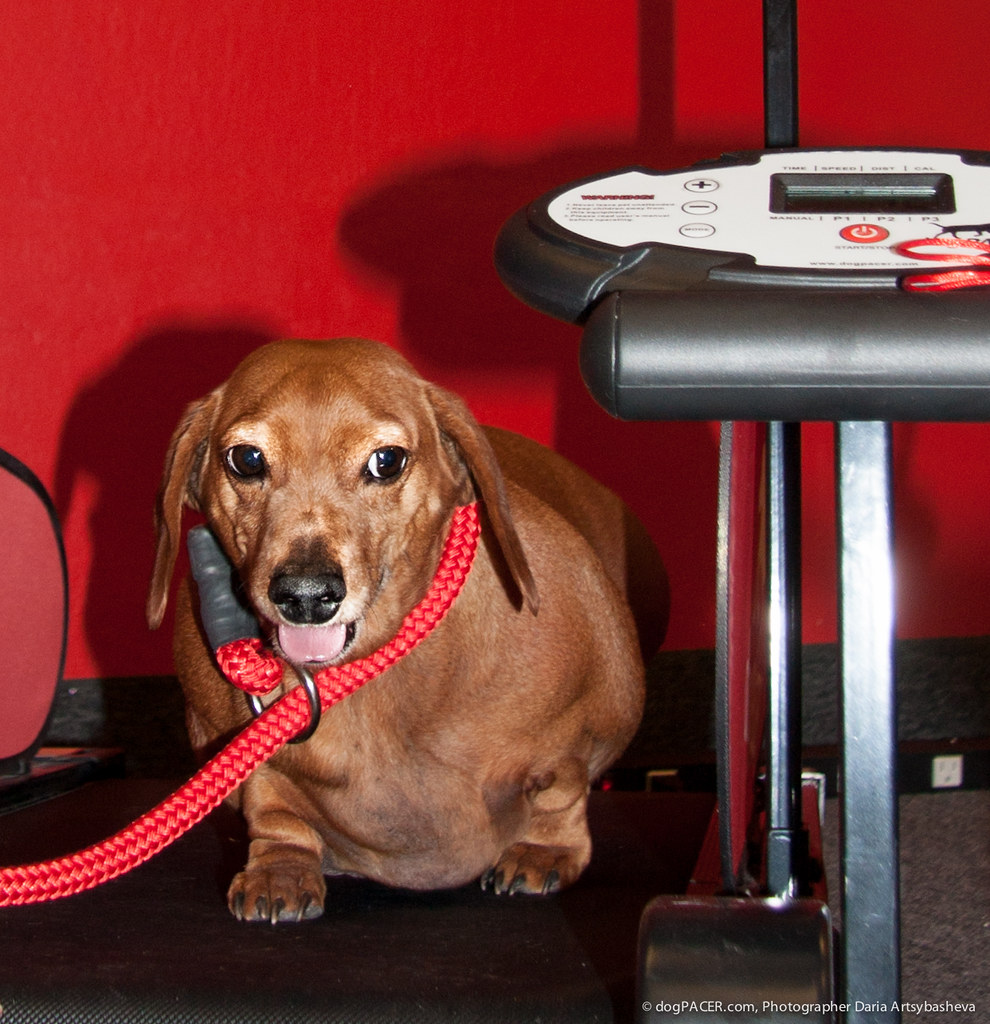 Rocky on a dog treadmill | dogPACER Treadmill | Flickr
