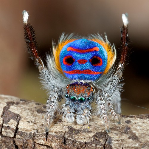 _X8A6278 peacock spider Maratus speciosus