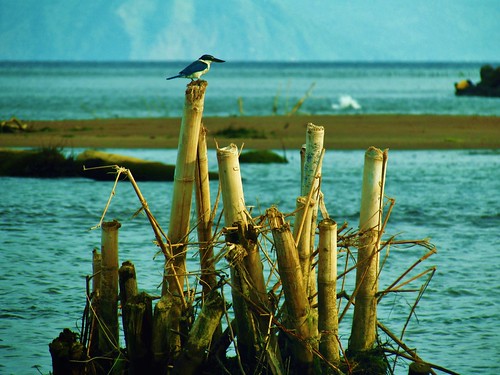 sea bird philippines bamboo camiguin mindanao mahinog