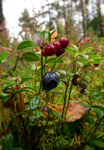 autumn nature forest blueberry cowberry pvanhala