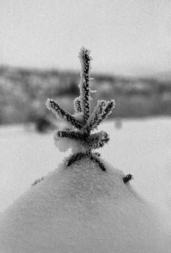 The tree / L'arbre .... | by baldenbe (off)