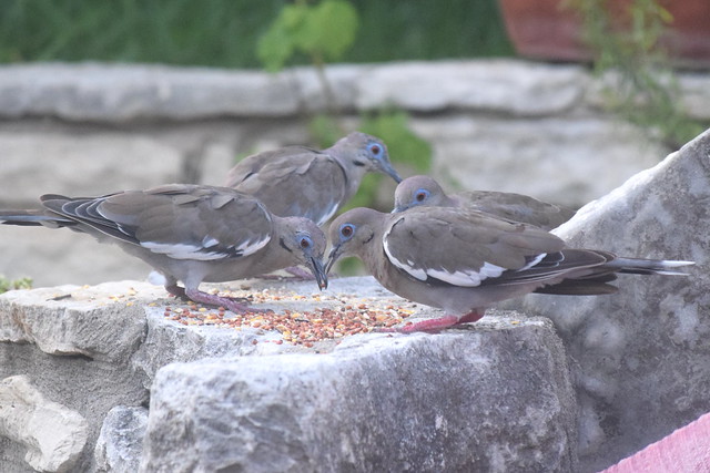 Dining doves