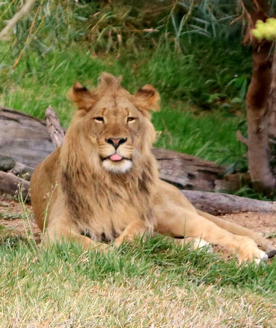African Lion - Ernest