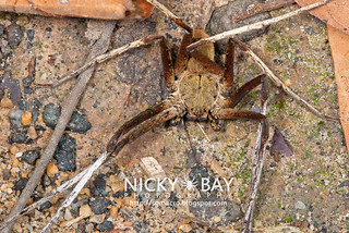 Huntsman Spider (Heteropoda sp.) - DSC_8959