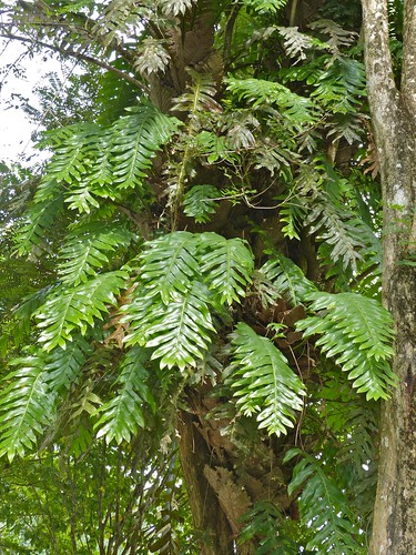 malaysia borneo sabah sepilok drynariaquercifolia taxonomy:binomial=drynariaquercifolia