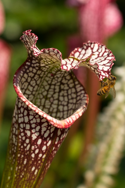 Bee on a Pitcher Plant
