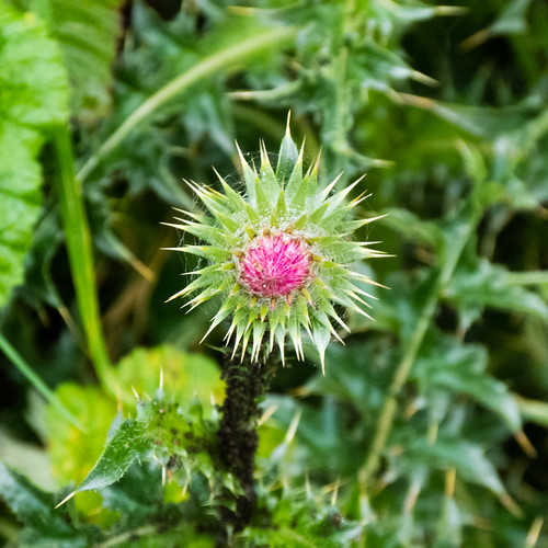 Thistle flower with web
