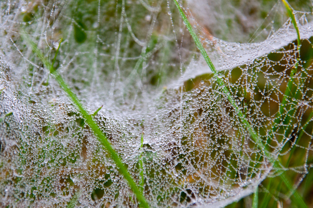 Spinnennetz im Nebel IMG_16238-1 | cimddwc | Flickr