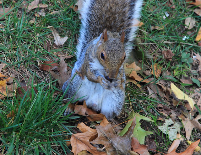 squirrel central park NY
