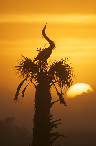 Up early this morning by Reefside, birds sunrise wildlife wetlands viera