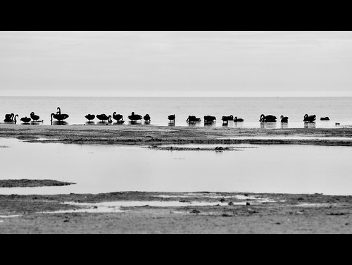 sea bw beach mono bay swan nikon australia melbourne monotone victoria swans shore vic beaumaris blackswans portphillipbay d5100 nikond5100 phunnyfotos