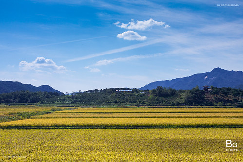 autumn sun field landscape golden rice korea 風景 2012 anko 韓國 suncheon cheon 順天 安國 순천시 全羅南道 korea2012 蟾津江
