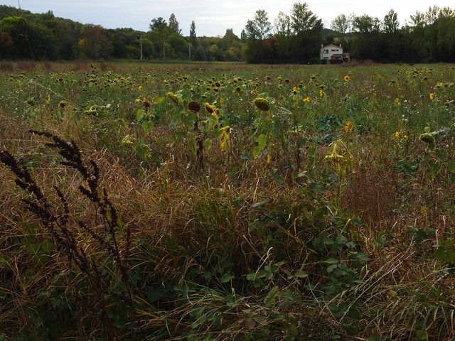 SAM_6989 Field with sunflowers