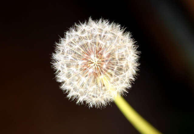 Dandelion In Seed