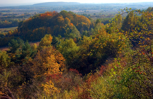 trees red colour green nature yellow daylight flora autum poland polska natura zielony jesień światło kolor czerwony żółty drzewa kajasówka