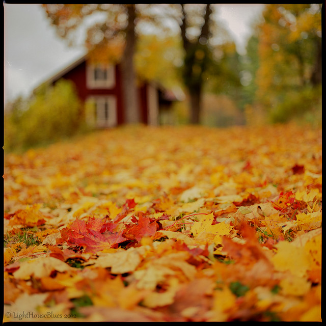Little cottage dressed in autumn colors. EXPLORE #23