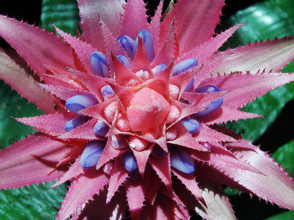 Bromelia aechmea fasciata | Milagros Sanchez | Flickr