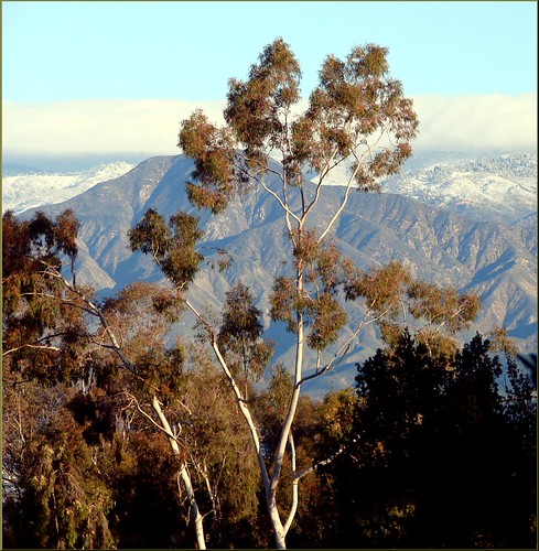 Tree & Peak, Caroline Park, Redlands, CA 12-30-12 | by inkknife_2000 (14 million views)