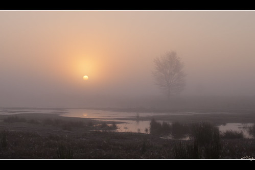 morning sun mist tree water fog sunrise boom zon ochtend zonsopkomst dwingelderveld achterlandsveen
