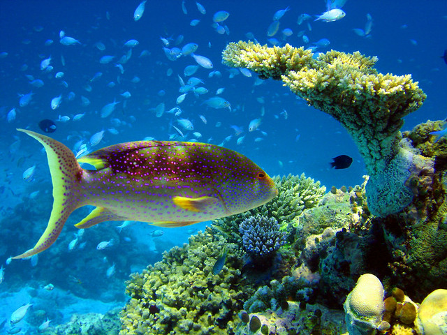 Lunar-tailed rock grouper. Undersea - MALDIVES