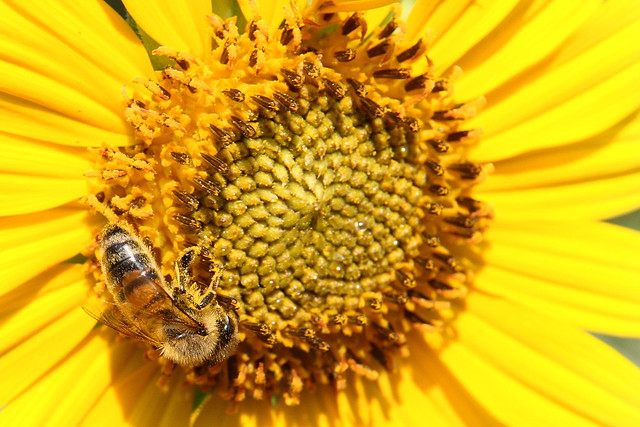 Bee on center of sunflower