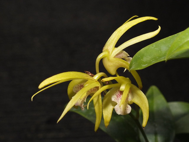 Sydney rock orchid (Dendrobium speciosum) flowers