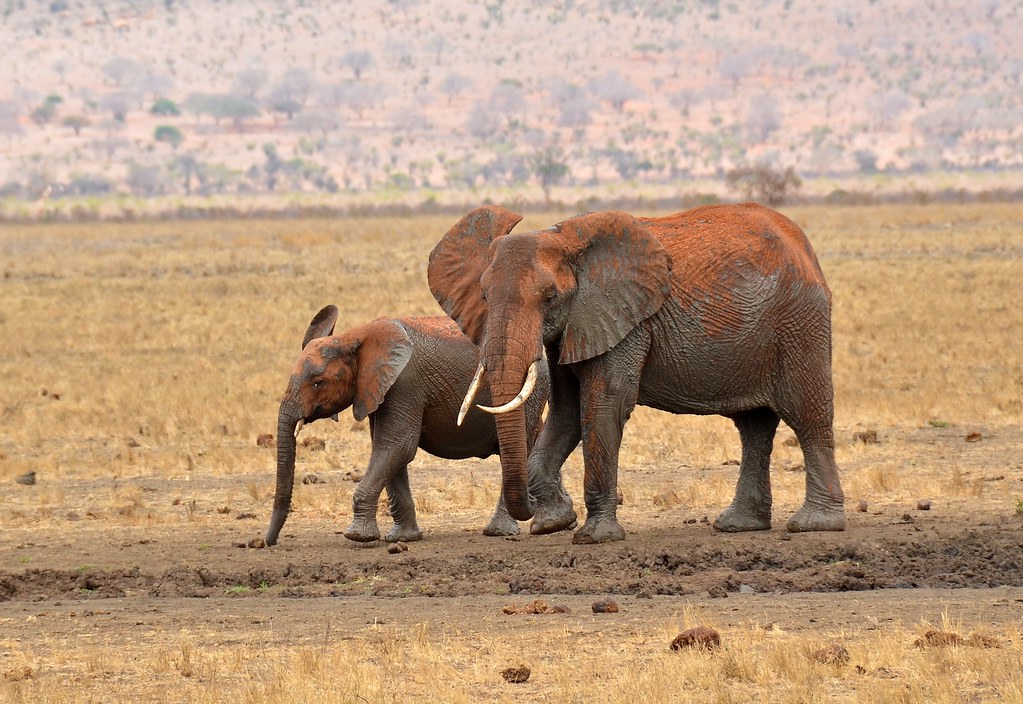 African Elephants, dressed in red and muddy attire, Tsavo, Kenya.