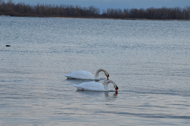 Swans, Cherry Beach