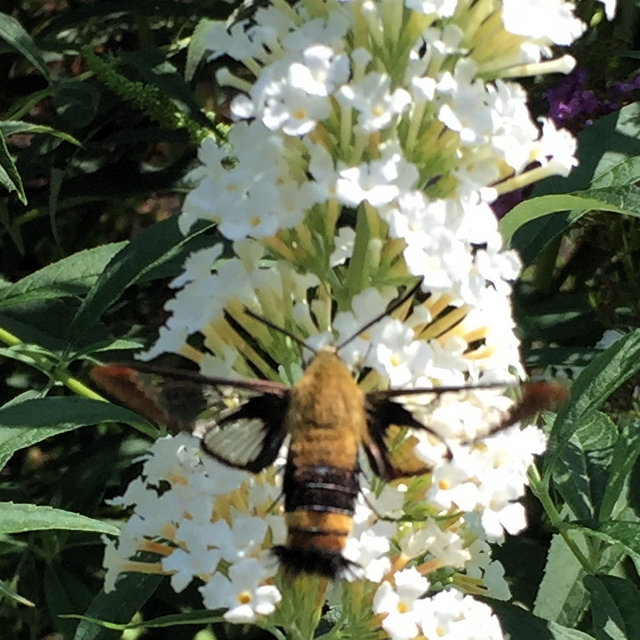 Hemaris diffinis, snowberry clearwing, hummingbird moth, flying lobster