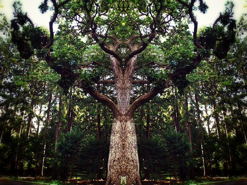 symmetric 007 | by SAKUTAROO