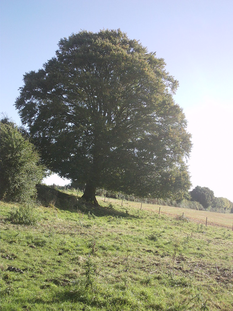 Dutremble Tree Trimblestown Castle trees | Dcim\100media | SonofQuinn | Flickr